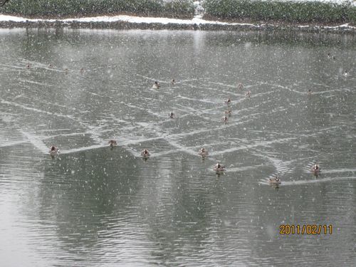 渡り鳥の集団遊泳