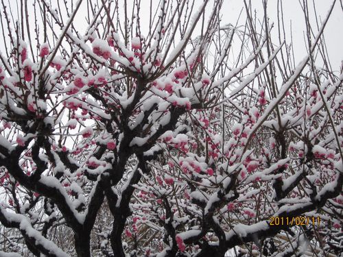 雪中梅花